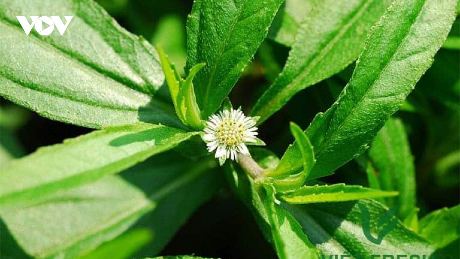 Hái ra tiền từ cây cỏ dại giúp tóc “xanh” trở lại